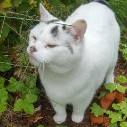 white cat Puss in the garden